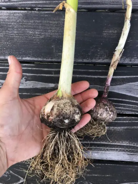 A garlic bulb recently harvested