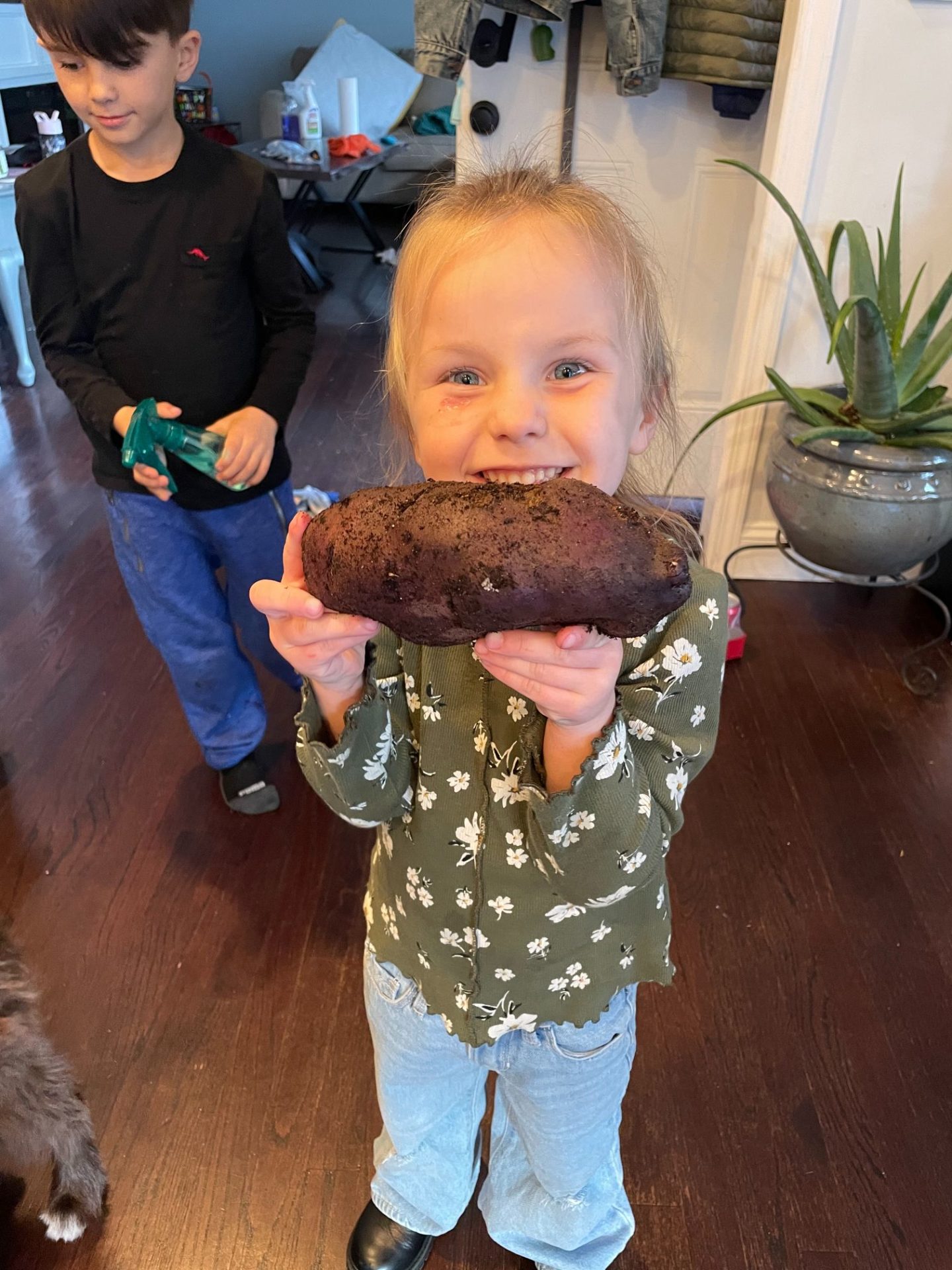 A young girl holding a purple potato she just harvested.