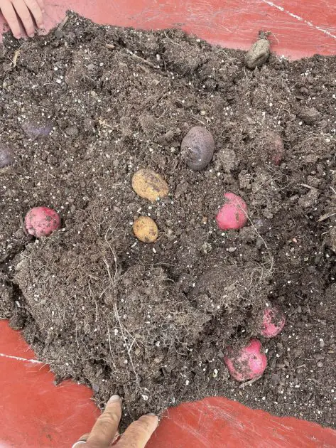 Potatoes harvested in a wheelbarrow.