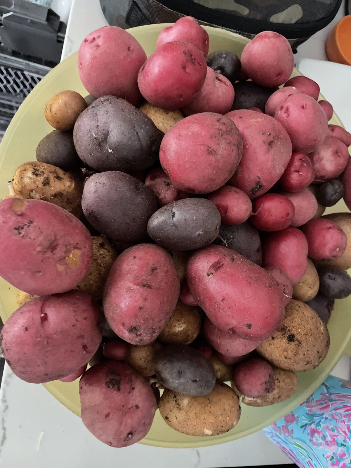 A close up picture of potatoes harvested from the garden.