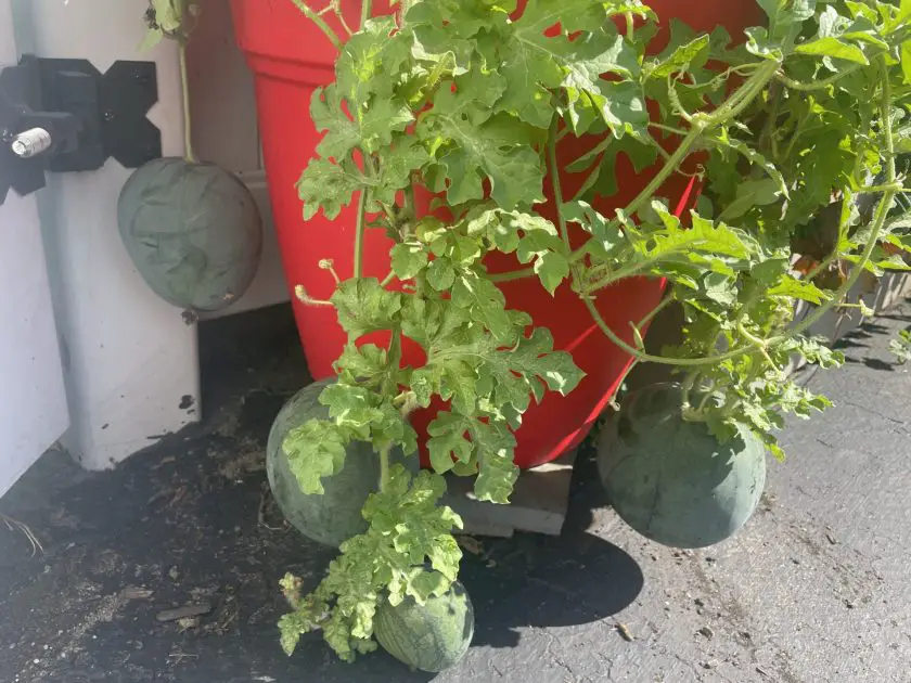 Three watermelons ripening in a container.