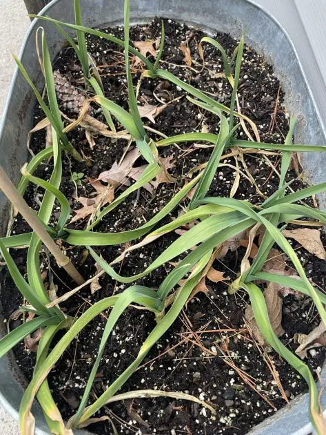 Grow garlic in containers