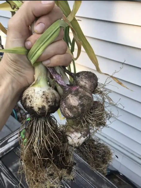 Grow garlic in containers