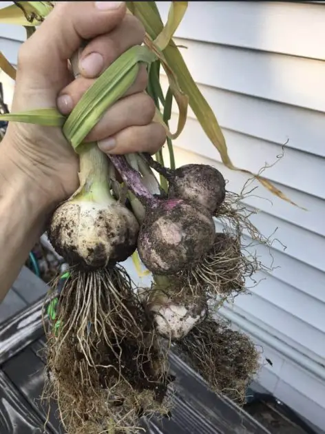 garlic freshly harvested.