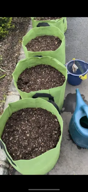 Green grow bags filled with dirt. Vegetable container gardening ideas.