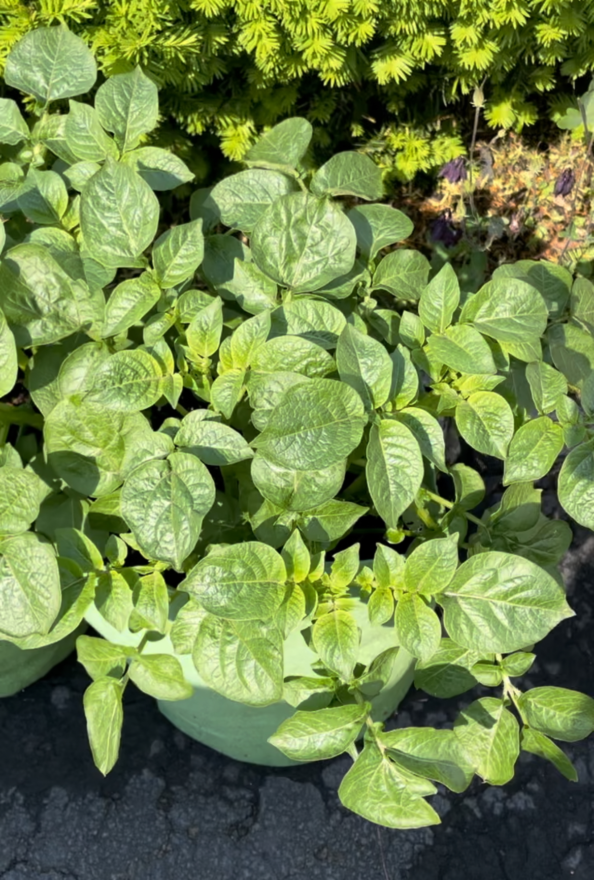 Healthy potato leaves growing in 8 gallon fabric pots.