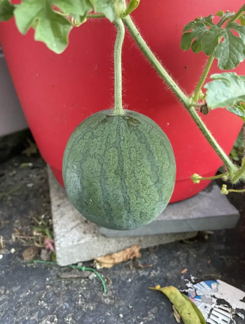 watermelon How to grow watermelon in containers