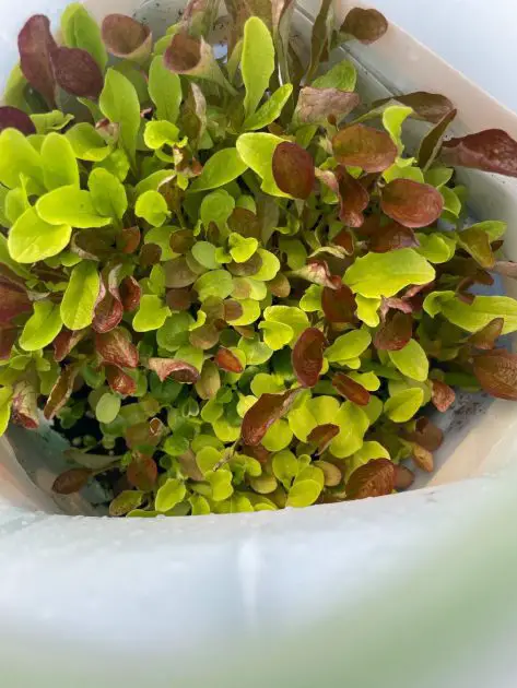 Sweet Lettuce Mix growing in a jug