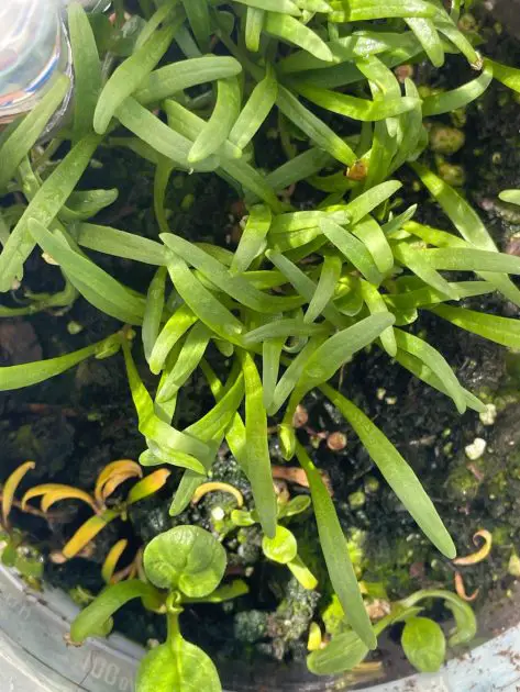 Spinach seedlings germinating in a jug.