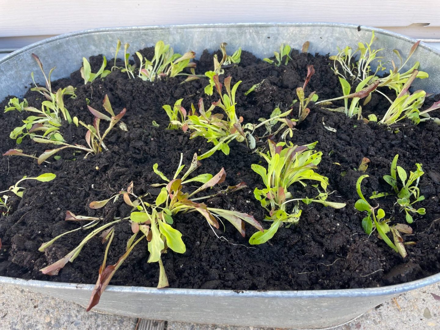 Salad mix transferred into a container. They are planted in clumps.