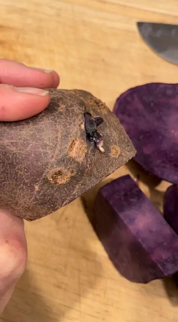 A purple seed potato that has been prepped to plant. It has been cut up into several pieces to maximize growth.