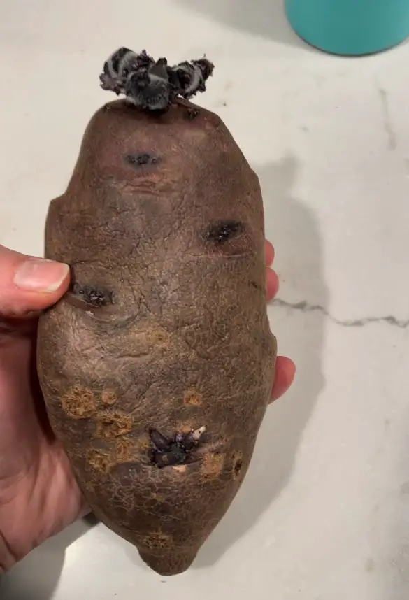 A seed potato with several different eyes growing.