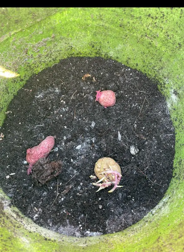 Three seed potatoes planting in a grow bag.