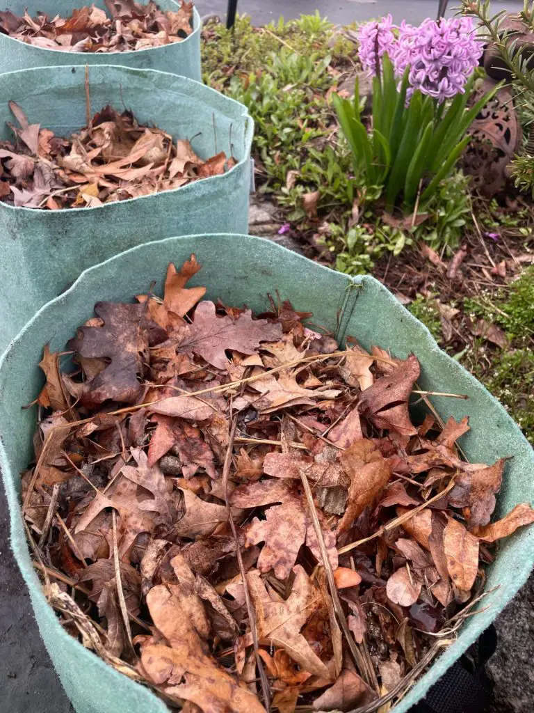 Grow bags topped off with dried leaves. The leaves are brown and the grow bags are green.