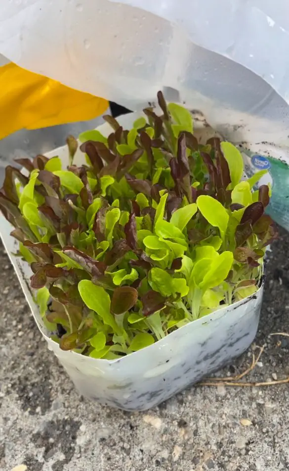 A jug of winter-sown lettuces ready to be planted outside.