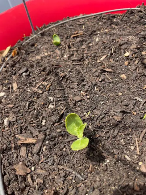 Close up of sugar baby watermelon seedlings.