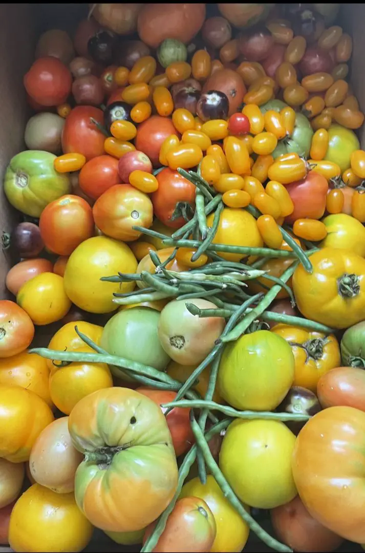 A close up of a tomato harvest.