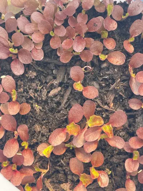 Red merlot seedlings growing in a water jug