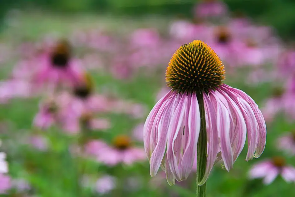 A close up of cone flowers.