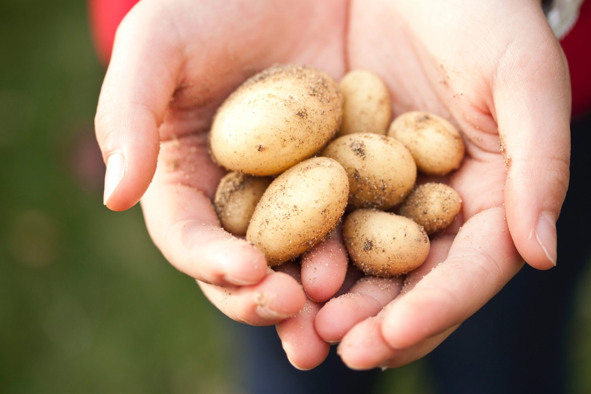 Hands holding fingerling potatoes.