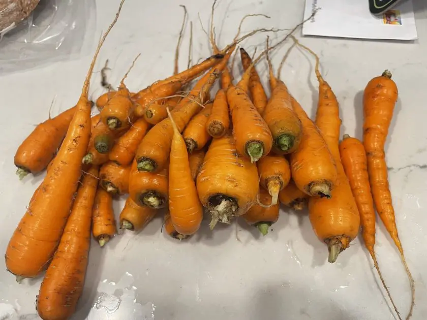 Recently harvested and cleaned carrots on a counter. Cold hardy vegetables.