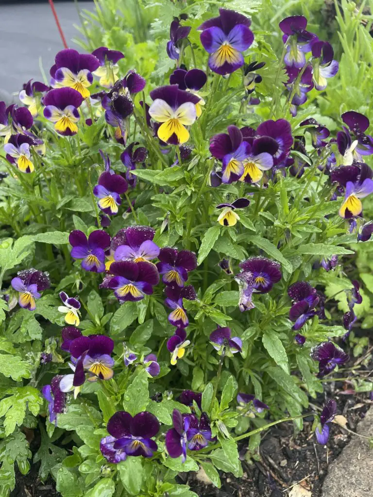 Purple and yellow violas growing in a bunch.