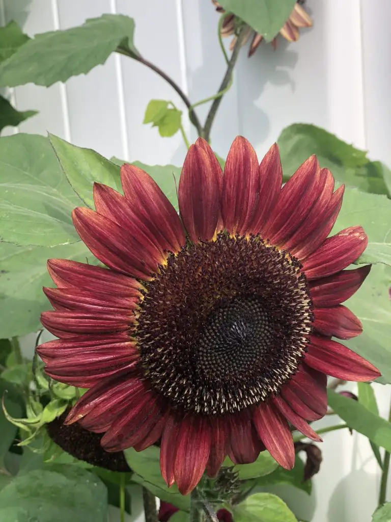 A maroon sunflower growing.