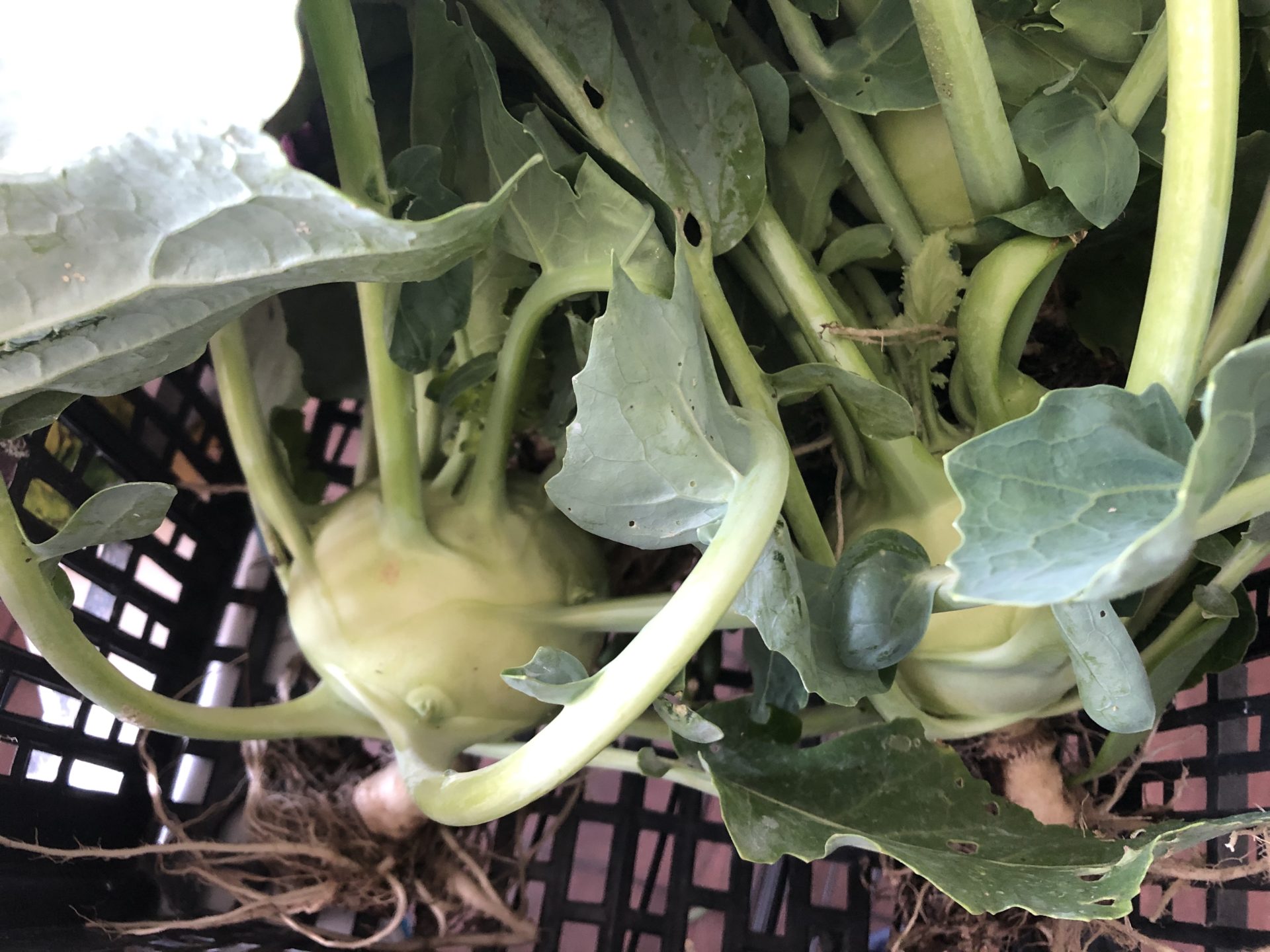 Kohlrabi harvested in a milk create.