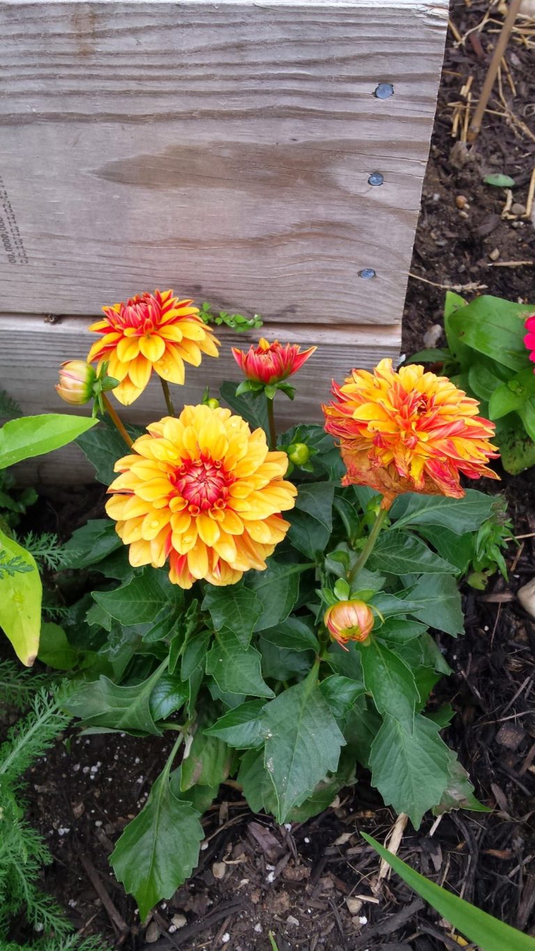 Orange dahlias growing beside a raised bed.