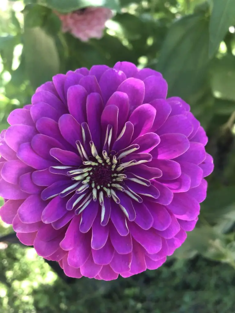 A purple zinnia in full bloom.