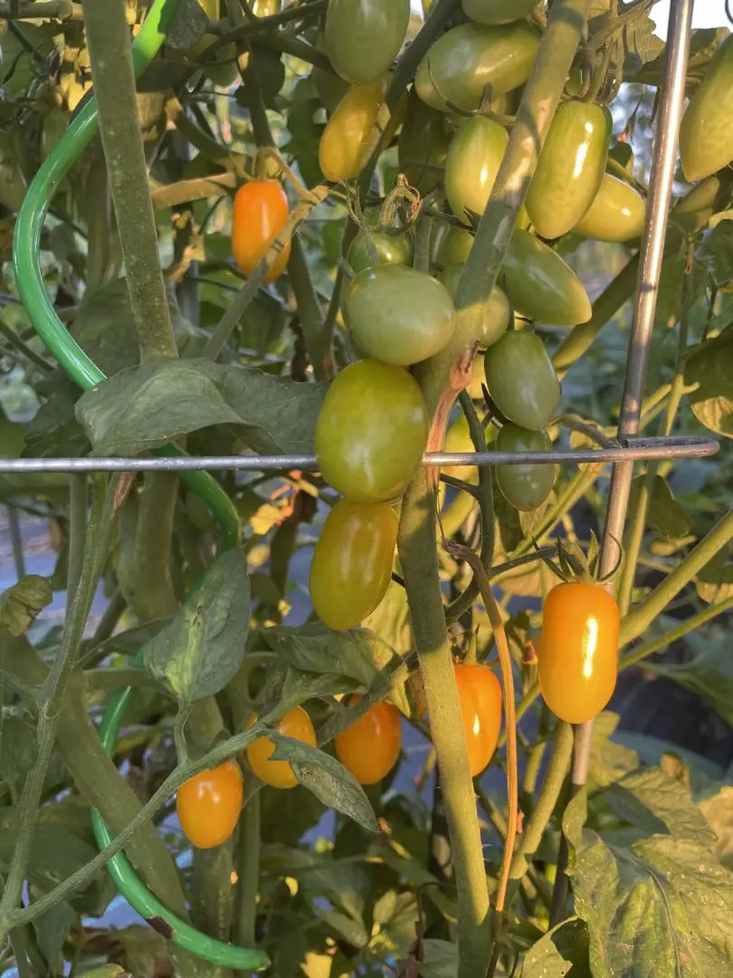 Plum Tomatoes ripening on the vine with no tomato leaves turning yellow.