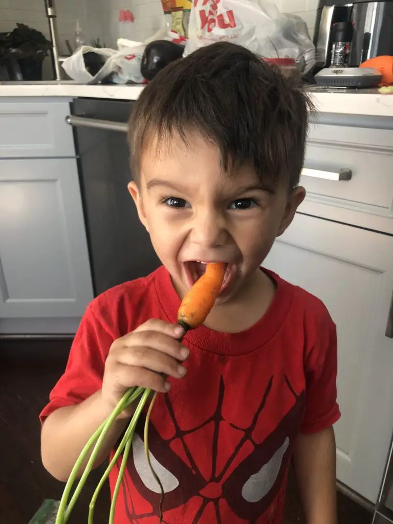 A boy enjoying a freshly harvested and cleaned carrot.