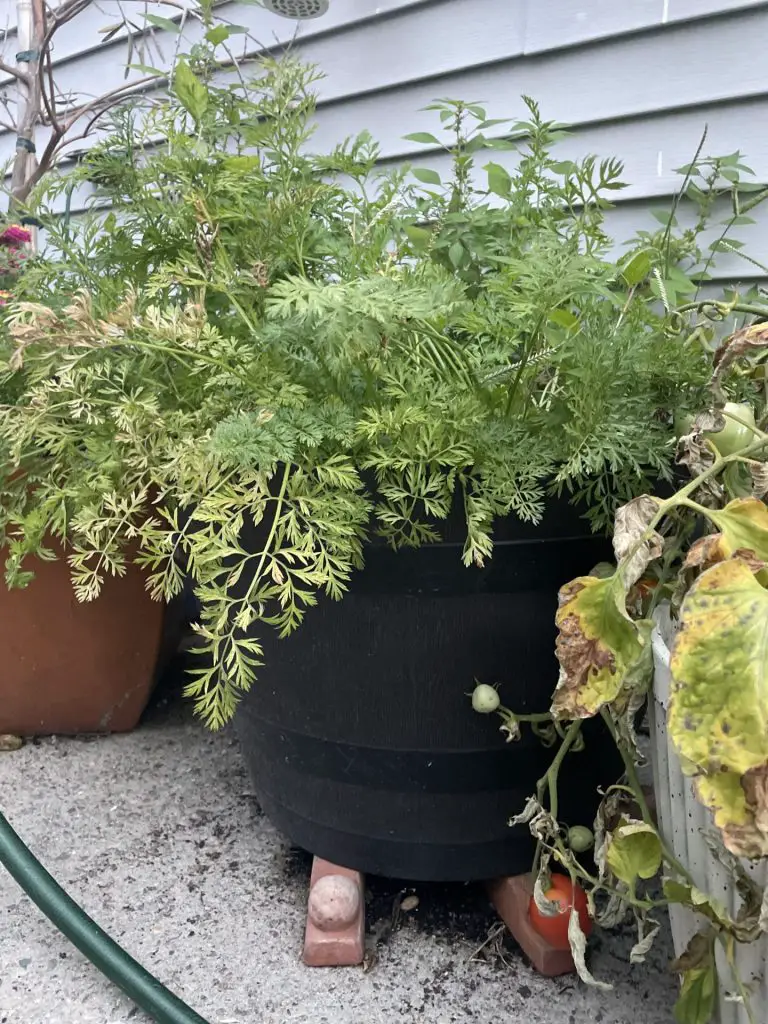 A container full of carrots growing.