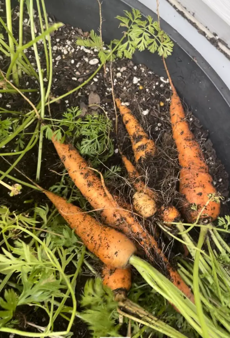 Freshly harvested carrots pulled from a container.