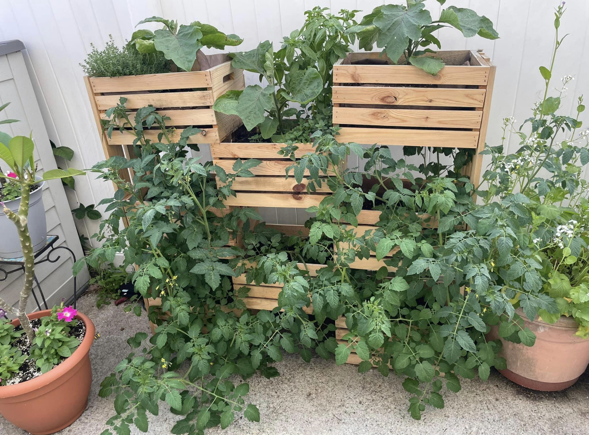 Tomatoes growing in a homemade grow box.