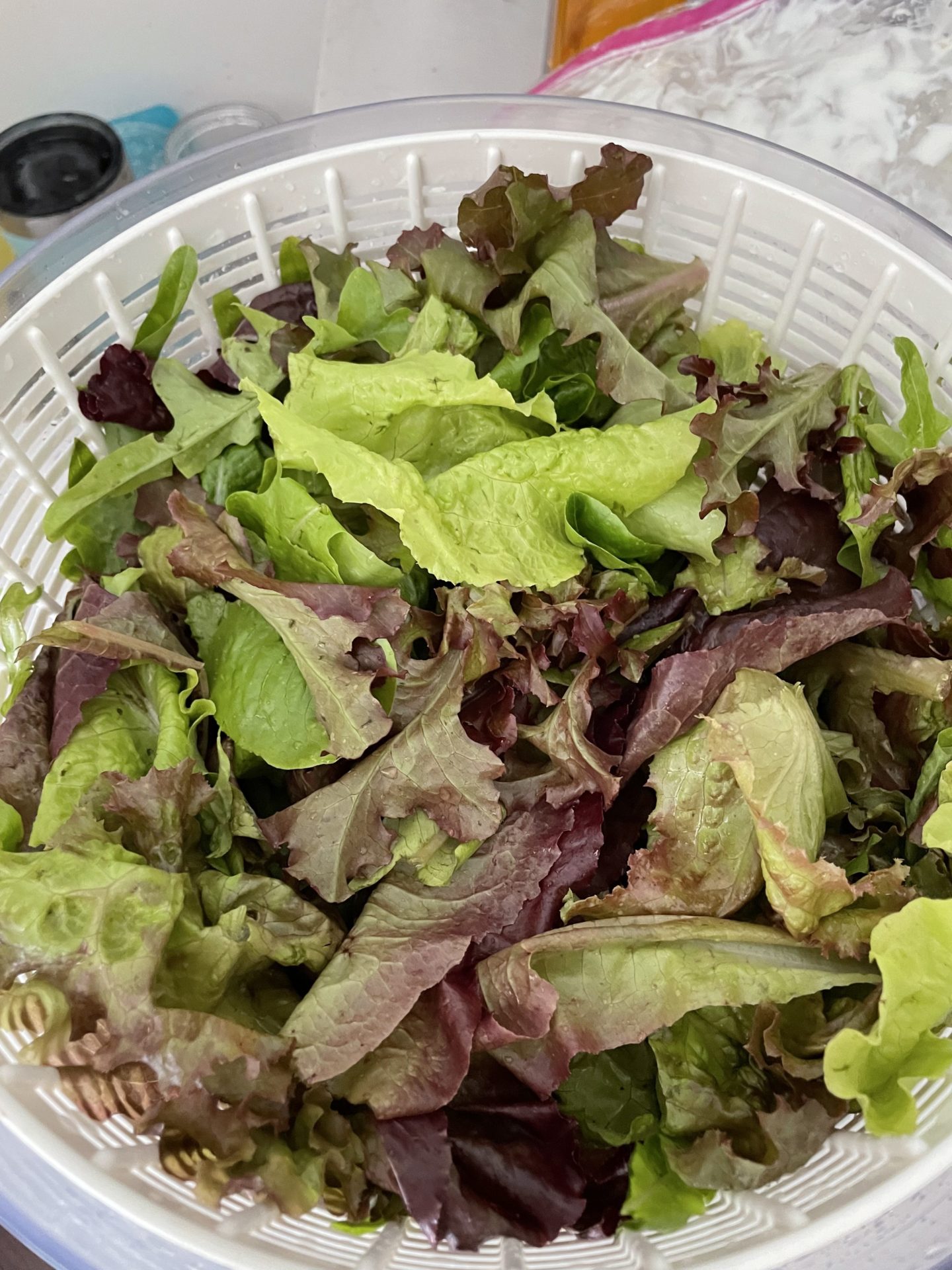 Freshly harvested lettuce in a salad spinner.