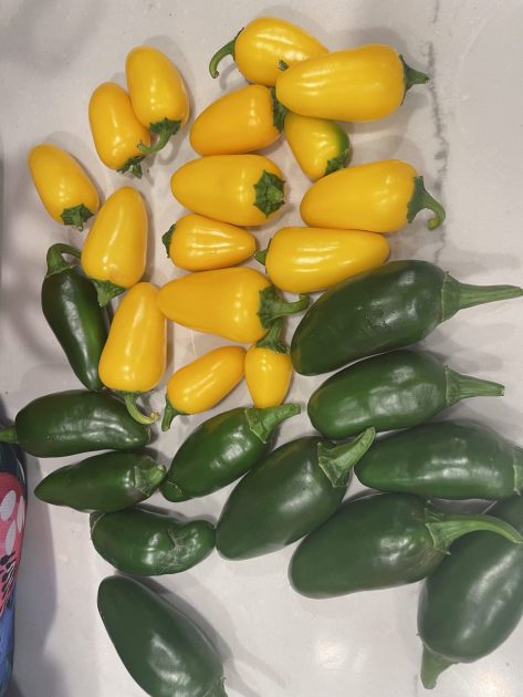 Green and yellow variety jalapenos waiting to be canned.