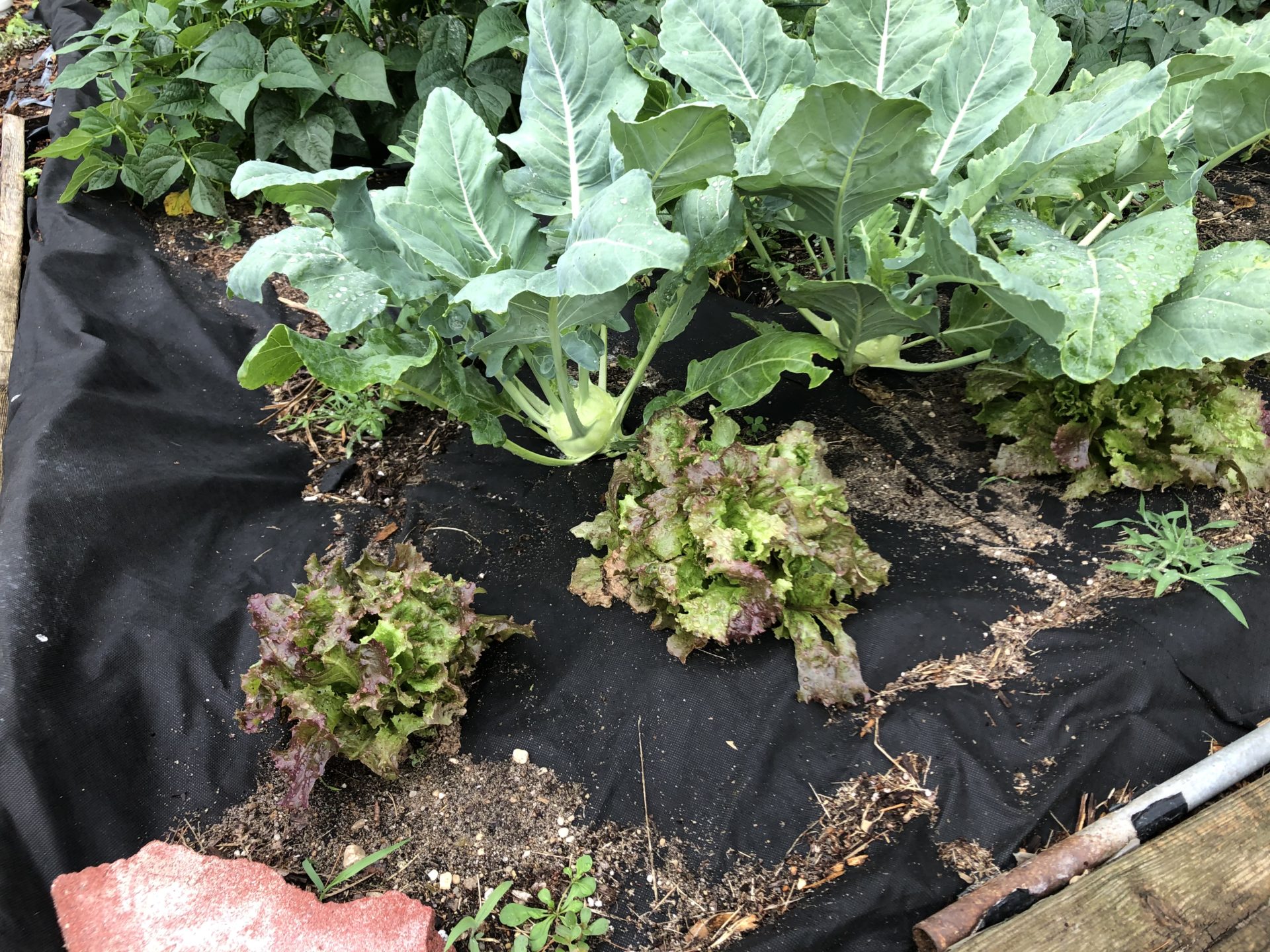 Mixed lettuce greens growing in a raised bed next to kohlrabi.