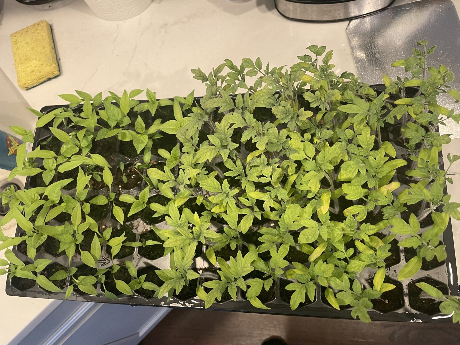 Tomato and pepper plants to hardened off.