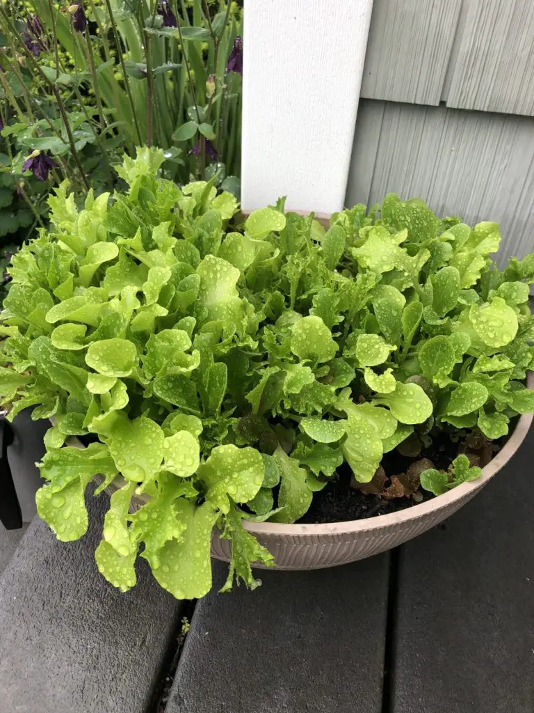 Beautiful lettuce growing in a container on the porch.