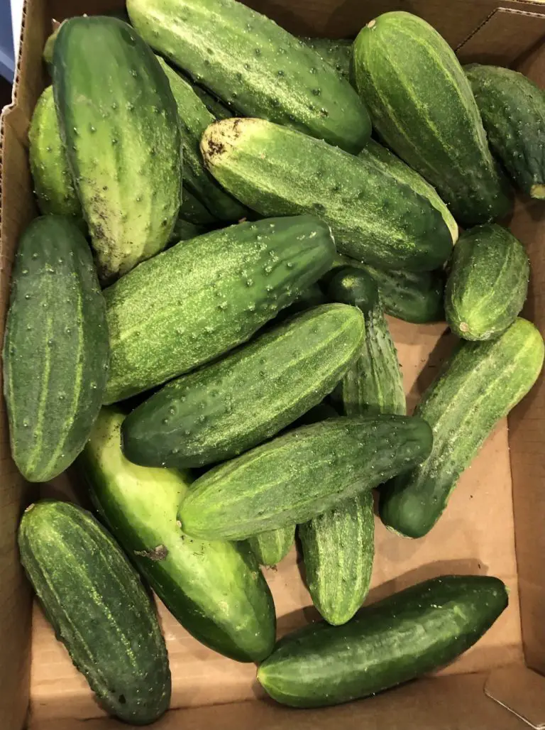 A cardboard box filled with harvested cucumbers.