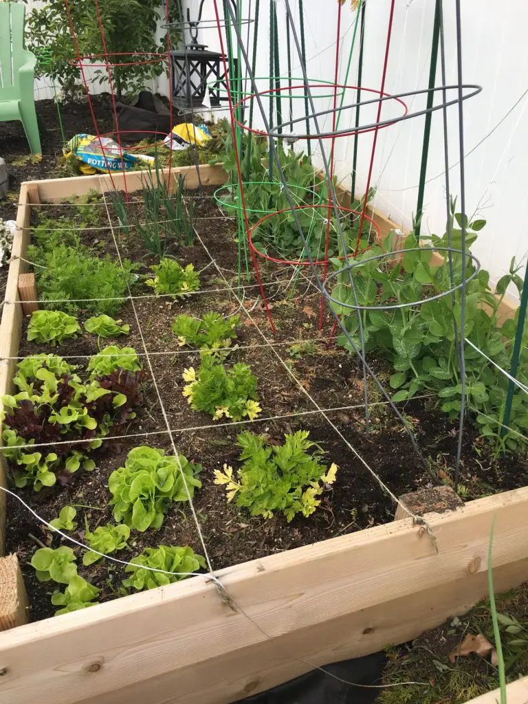 A raised bed with various lettuce and peas growing.