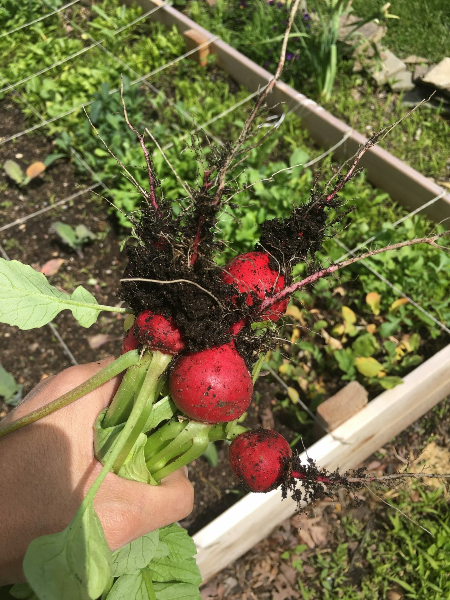 Radishes harvested from our backyard vegetable garden.