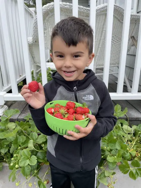 A picture of young boy holding a strawberry.