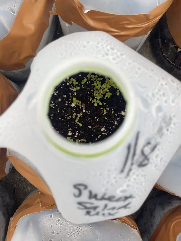 A close up look of seedlings emerging inside a winter sown jug.