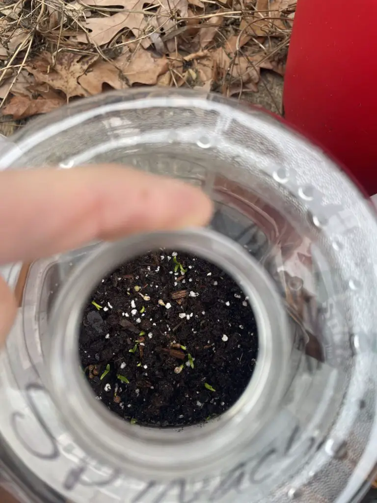 A close up look of seedlings emerging in winter sown jugs.