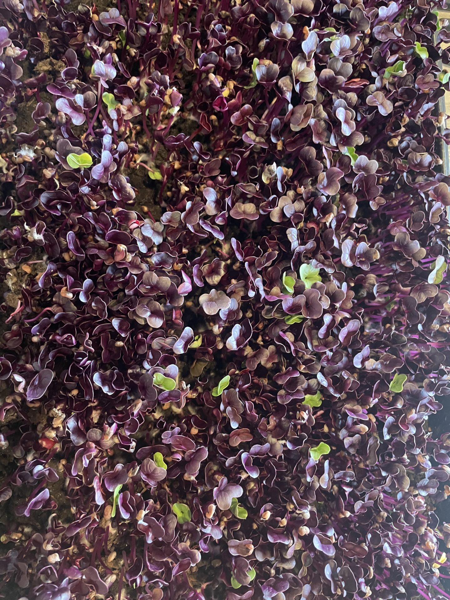 Radish microgreens growing in a seed tray.