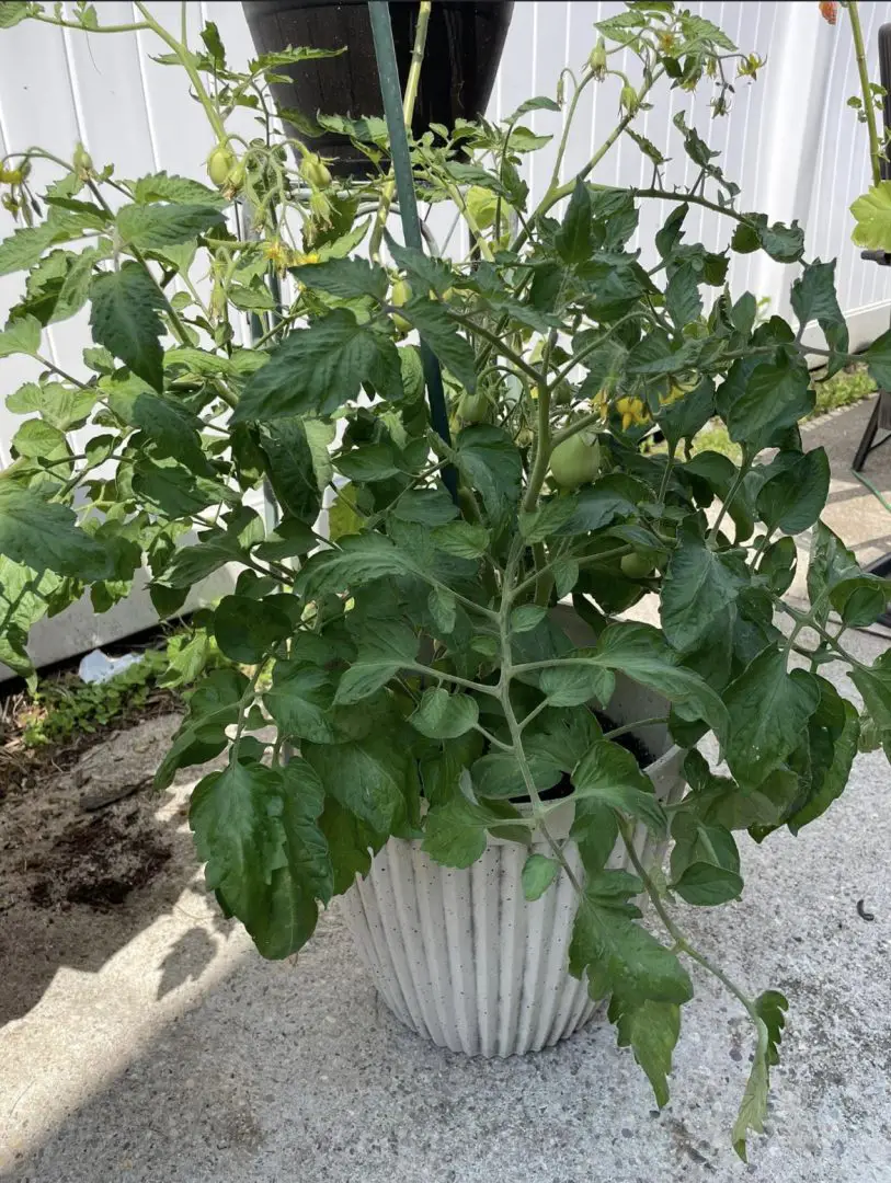 Tomatoes growing in a planter.