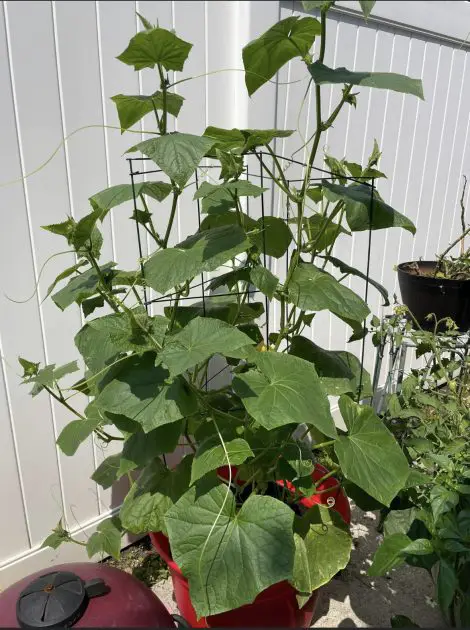 A vining cucumber growing in a red container.