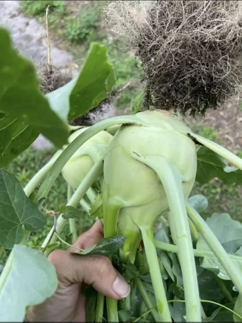 Freshly harvested kohlrabi.